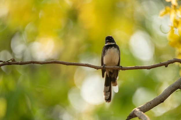 Pequeño pájaro sentado en una rama