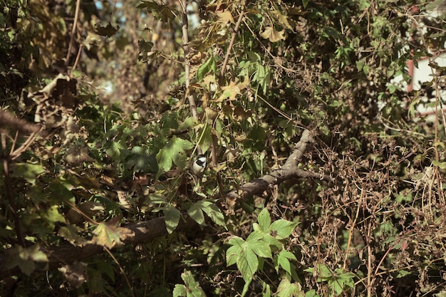 Un pequeño pájaro se sienta en el denso bosque