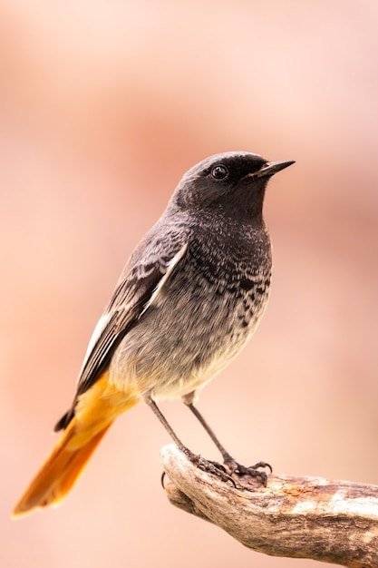 Pequeño pájaro en un tronco