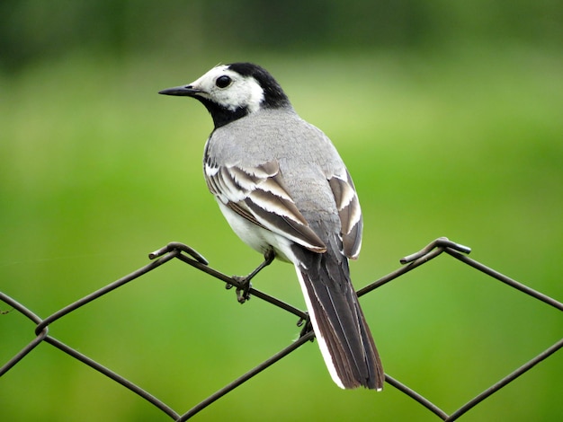 Un pequeño pájaro se para en la valla.