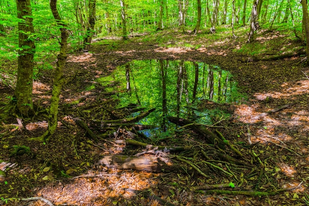 Pequeño pantano en un bosque verde