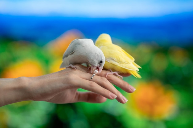 Pequeno papagaio amarelo e branco forpus pássaro na mão papagaio branco tenta morder anel de pérola