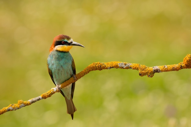 Pequeno pássaro com uma bela plumagem