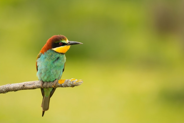 Pequeno pássaro com uma bela plumagem