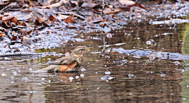 pequeno pássaro em estado selvagem na floresta