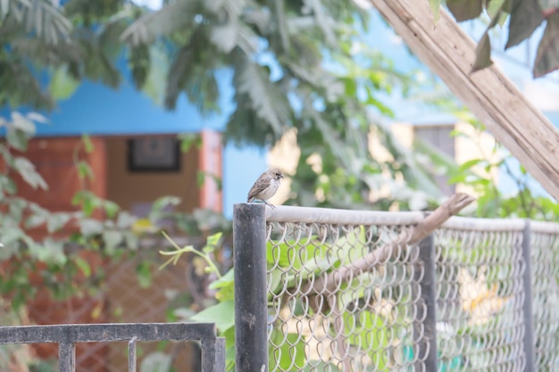 Pequeno pássaro em pé em uma cerca de metal em um jardim