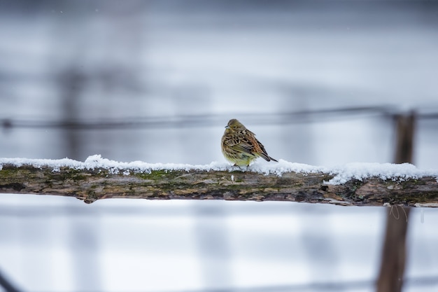 Pequeno pássaro em um galho no inverno