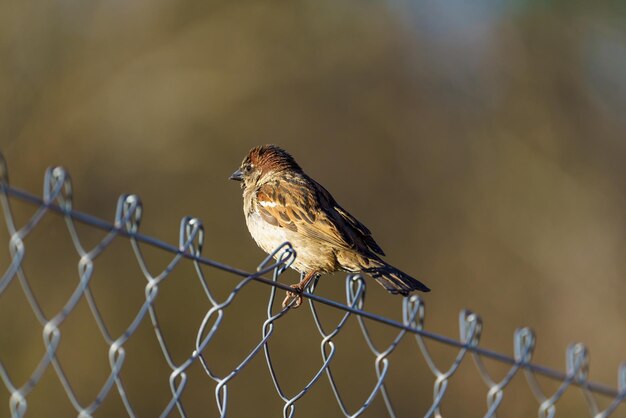 Pequeno pássaro empoleirado na cerca