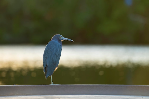 Pequeno pássaro garça azul empoleirado perto da água do lago no pântano da Flórida