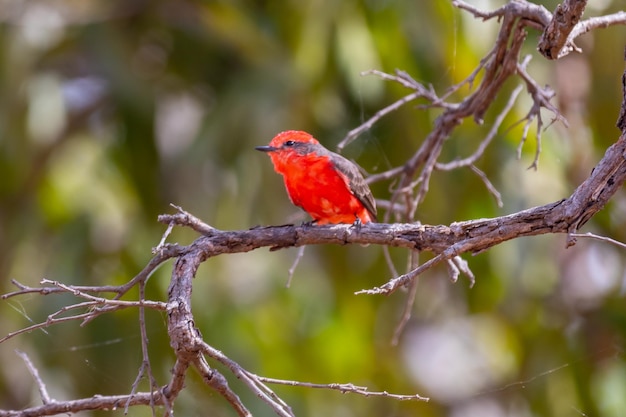 Pequeno pássaro vermelho conhecido como "princequot" Pyrocephalus rubinus empoleirado
