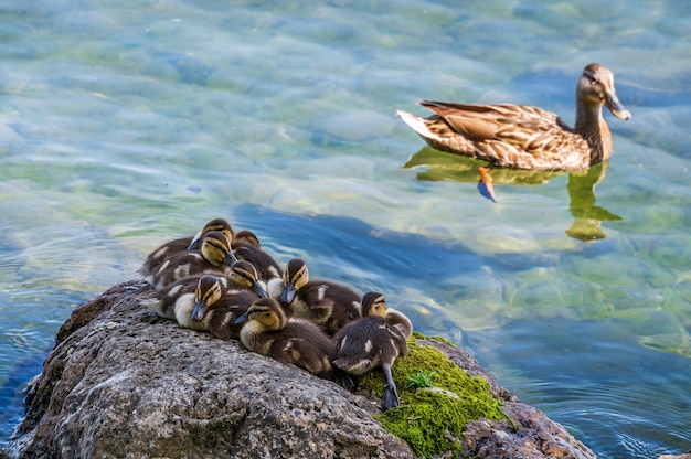 Pequeño patinaje y madre en un lago