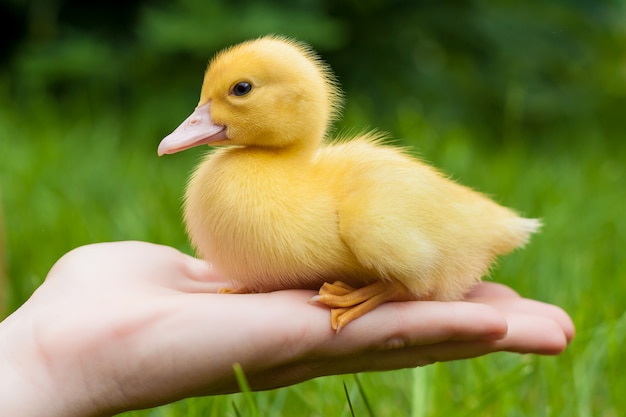 Pequeño patito amarillo en la mano. Enfoque selectivo naturaleza.