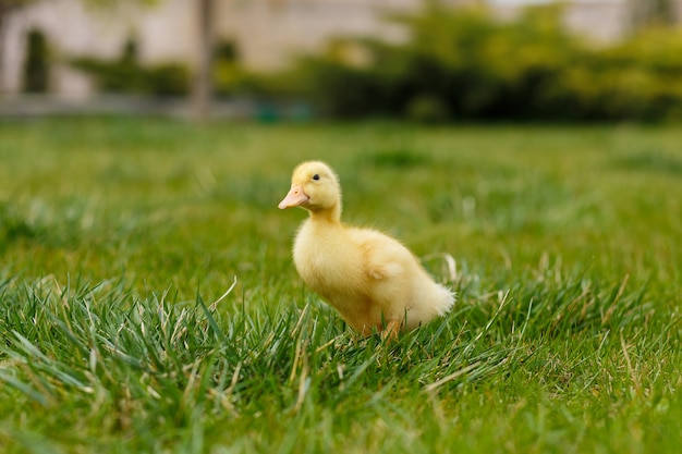 Un pequeño patito amarillo sobre la hierba verde.