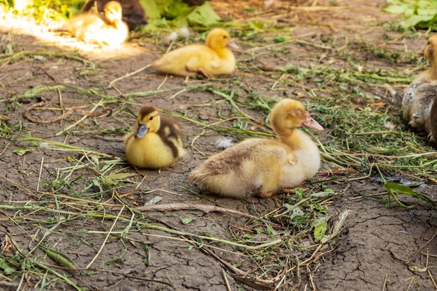 Pequeño patito esponjoso recién nacido lindo. Un pato joven aislado en un fondo blanco. Bonito pájaro pequeño.