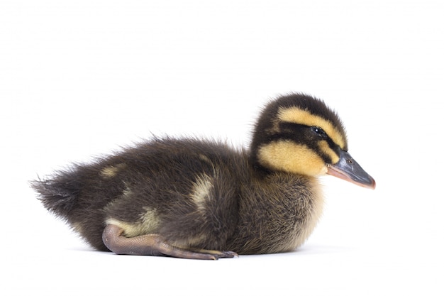 Pequeño patito esponjoso recién nacido lindo. Un pato joven aislado en un fondo blanco.