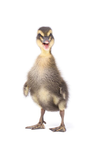 Pequeño patito esponjoso recién nacido lindo. Un pato joven aislado