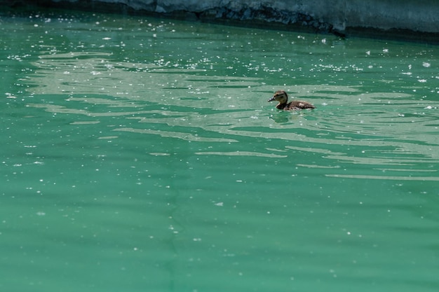 Pequeño patito flotando en el agua