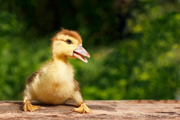 Pequeño patito lindo en el fondo de la naturaleza verde