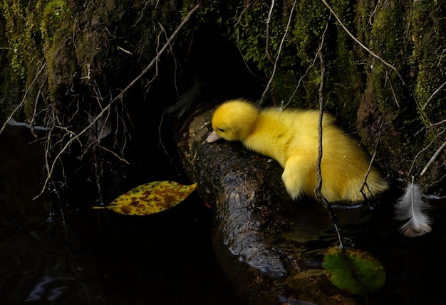 Foto pequeno pato amarelo