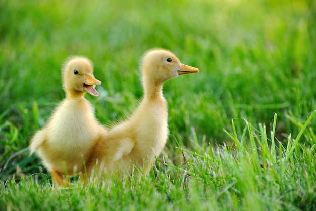 Pequeño pato en el fondo de la hierba verde