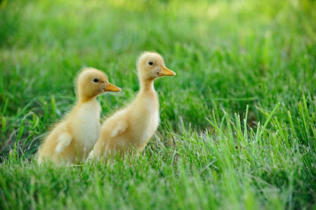 Pequeño pato en el fondo de la hierba verde