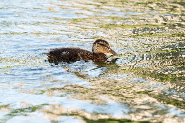 Pequeno pato na água