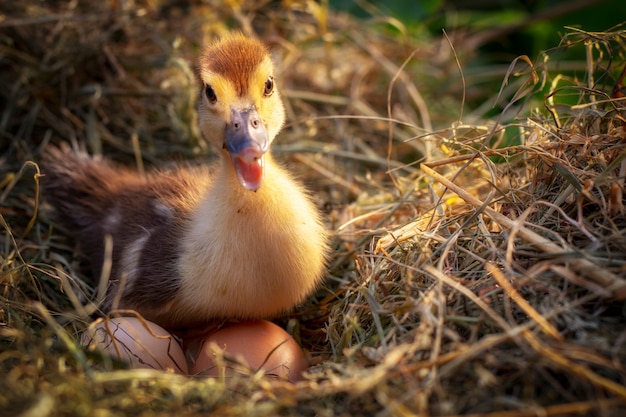 pequeno pato senta-se em um ninho de feno