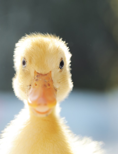 pequeño pato