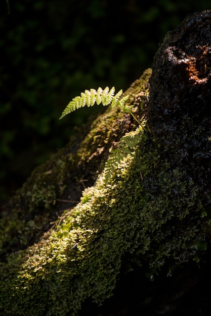 Pequeno pedaço de luz na floresta