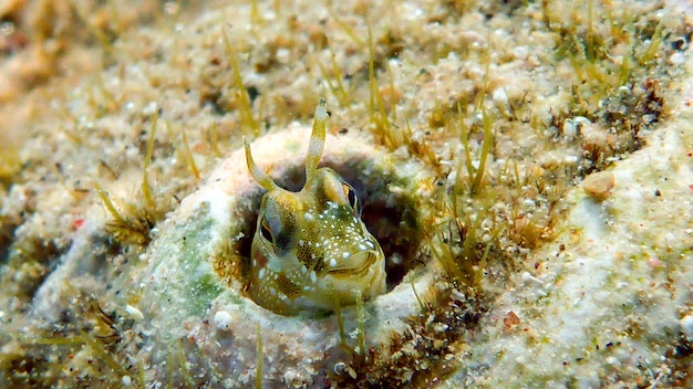 Pequeno peixe bonito se esconde no buraco. Mar Vermelho, Eilat, Israel.