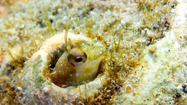 Pequeno peixe bonito se esconde no buraco. Mar Vermelho, Eilat, Israel.