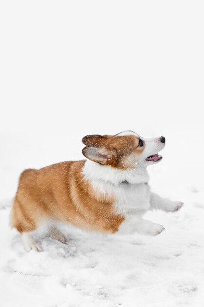 Foto pequeño pembroke welsh corgi cachorro camina en la nieve saltando y divirtiéndose jugando pequeño perro feliz concepto de cuidado vida animal salud espectáculo raza de perro