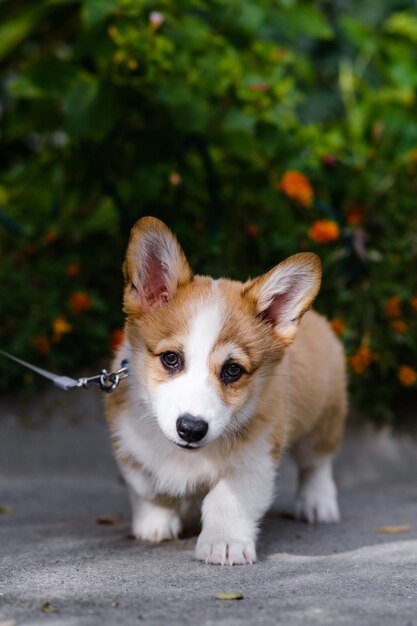 Pequeño Pembroke Welsh Corgi cachorro se sienta cerca de un lecho de flores de pie mirando a la cámara alegre perro travieso concepto de cuidado vida animal de salud espectáculo raza de perro