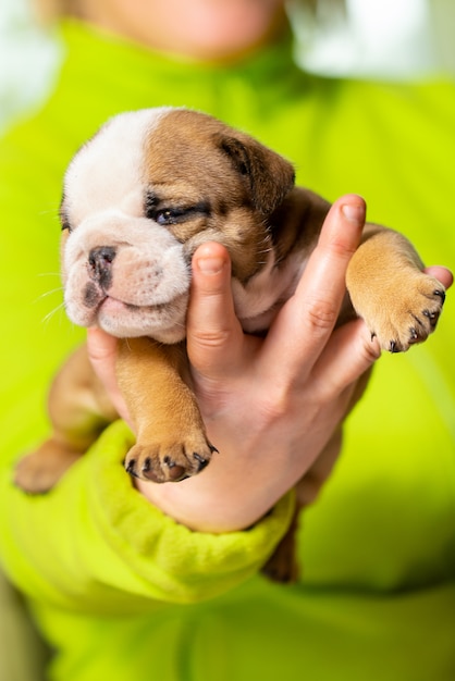 Pequeno, pequeno bulldog inglês cachorrinho, bebê, recém-nascido na mão da mulher