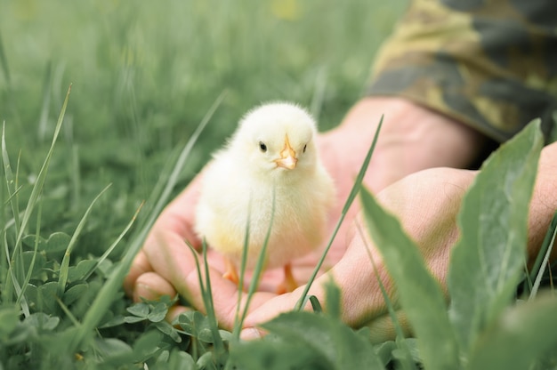 Pequeño y pequeño pollito amarillo recién nacido lindo en manos masculinas del granjero en la hierba verde
