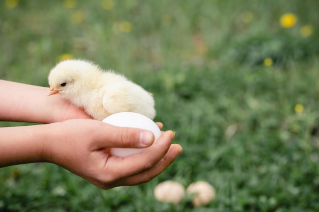 Pequeño y pequeño pollito amarillo recién nacido lindo en manos de los niños del granjero en la hierba verde y huevos de gallina