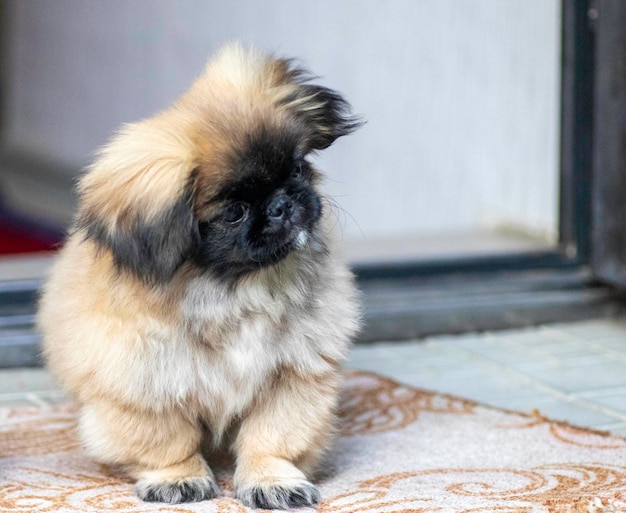 pequeño pequinés esponjoso posando al aire libre cachorro esponjoso