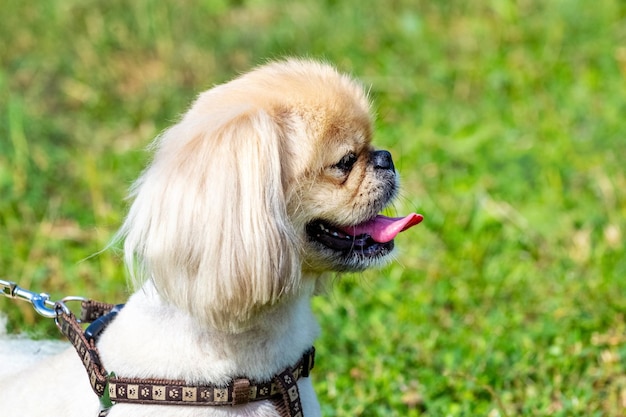 Pequeño pequinés de raza de perro peludo con una correa en el parque durante una caminata retrato de un perro de cerca