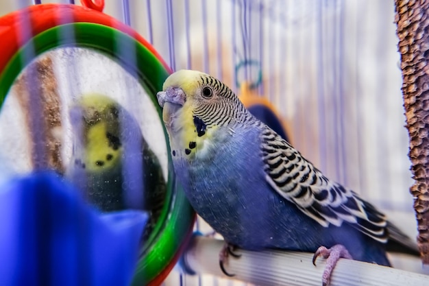 Un pequeño periquito azul se sienta solo en una jaula Foto de primer plano