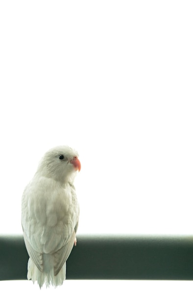 Pequeño periquito loro blanco Forpus pájaro fondo de aislamiento blanco