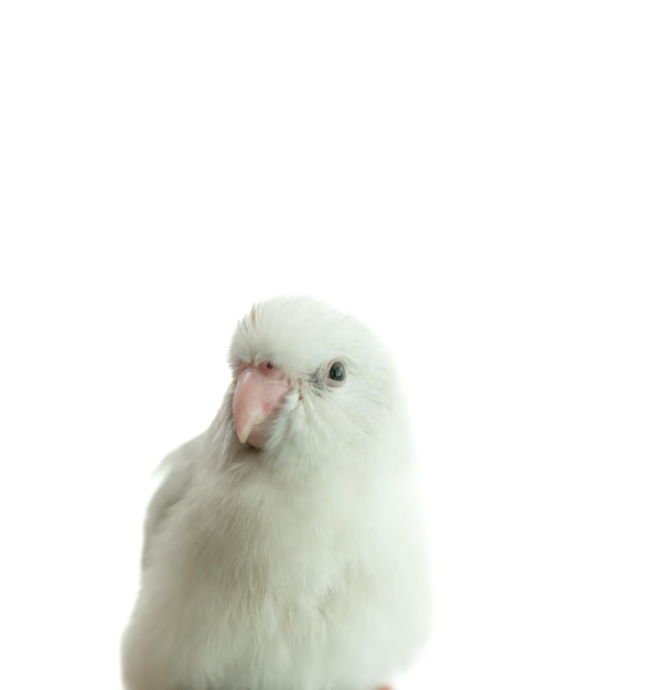 Pequeño periquito loro blanco Forpus pájaro fondo de aislamiento blanco