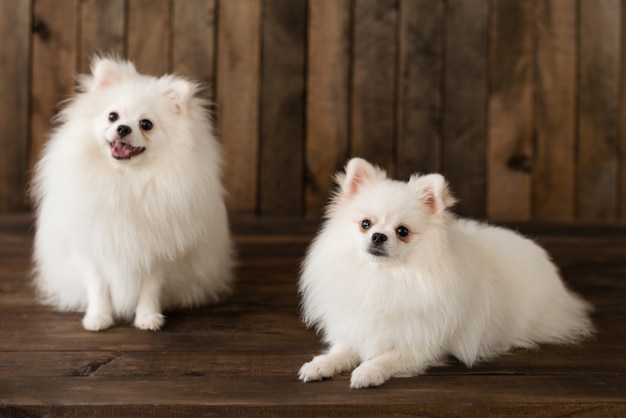 Foto pequeño perrito del perro de pomerania de pomerania. se puede utilizar como fondo.