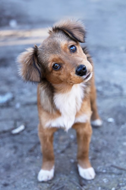 Pequeño perrito rojo divertido que mira la cámara