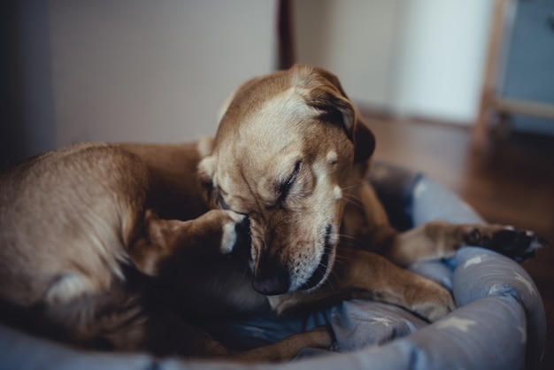 Pequeño perro amarillo rascarse la cabeza