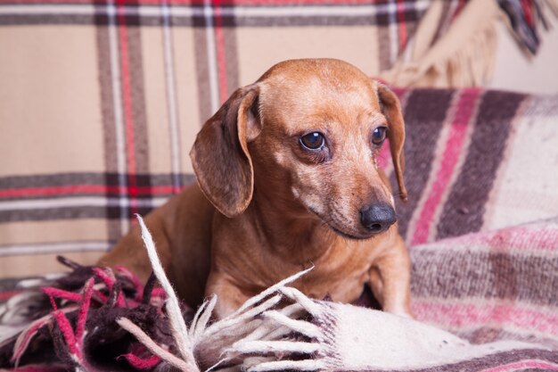 Pequeño perro basset marrón que miente en el sofá. Mascotas. Comodidad