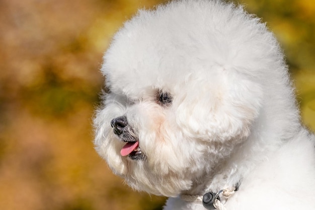 Pequeño perro blanco esponjoso raza Bichon Frise en la amante en sus brazos