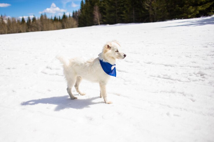 pequeño perro blanco lindo al aire libre en invierno en la nieve