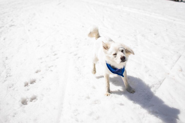 pequeño perro blanco lindo al aire libre en invierno en la nieve