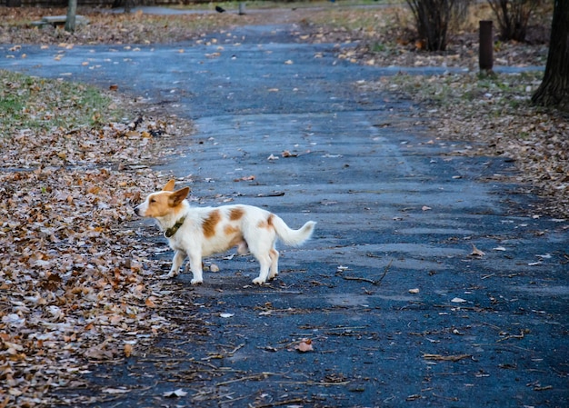 Pequeño perro blanco en un parque de la ciudad