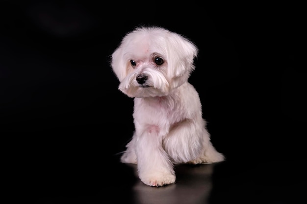 Un pequeño perro blanco de raza perro faldero maltés con una pata levantada mira un poco hacia un lado